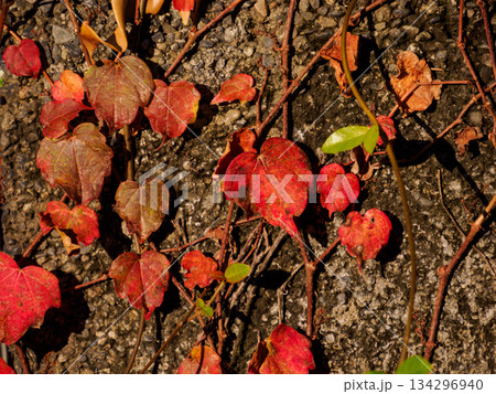 冬光を浴びるツタの紅葉 Ivy Leaves Bathed in Winter Sunlight 134296940