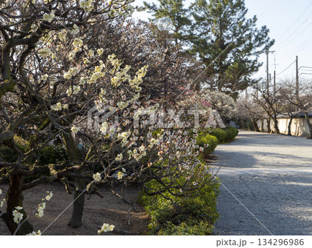 道明寺天満宮参道に咲く梅の花 134296986