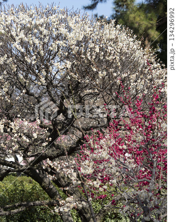 道明寺天満宮参道に咲く梅の花 道明寺天満宮参道に咲く梅の花 134296992