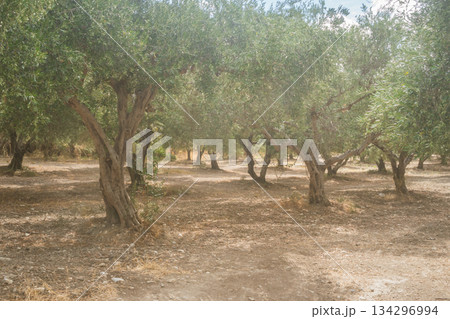 Olive plantations in Crete during autumn before harvest season. Olive plantations in Crete during autumn before harvest season. 134296994