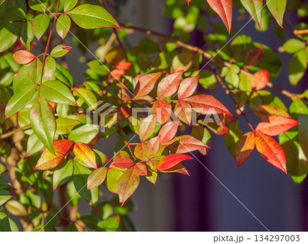 冬を待つナンテンの葉 Nandina Leaves Before Winter 冬を待つナンテンの葉 Nandina Leaves Before Winter 134297003