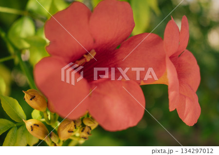 Vibrant tropical vine flower close-up, showing rich pink or magenta petals 134297012