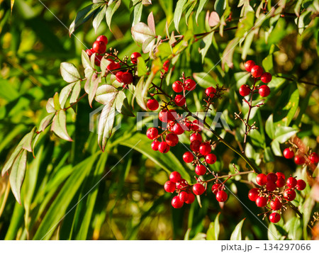 冬の光に実るナンテンの赤い実 Red Nandina Berries in Winter Light 冬の光に実るナンテンの赤い実 Red Nandina Berries in Winter Light 134297066