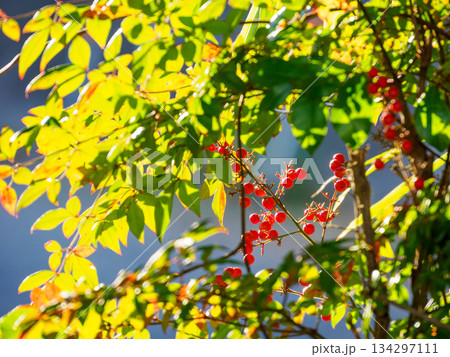 冬の光に実るナンテンの赤い実 Red Nandina Berries in Winter Light 134297111