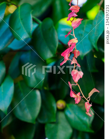 冬の緑に垂れる赤いツタの名残 Red Ivy Remains in Deep Green Winte 134297231