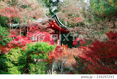 紅葉と緑に包まれたお寺 紅葉と緑に包まれたお寺 134297243
