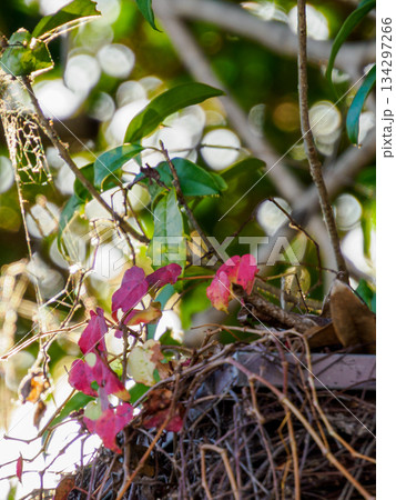 冬光に包まれた小さな巣とツタ Nest and Ivy Leaves in Soft Winter 冬光に包まれた小さな巣とツタ Nest and Ivy Leaves in Soft Winter 134297266
