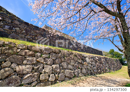 〈鳥取県〉米子城跡と桜　大天守の石垣 134297300