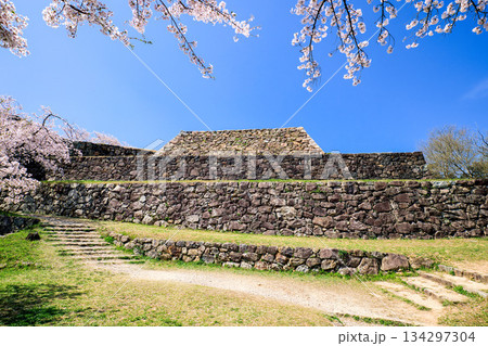 〈鳥取県〉米子城跡と桜　大天守の石垣 134297304