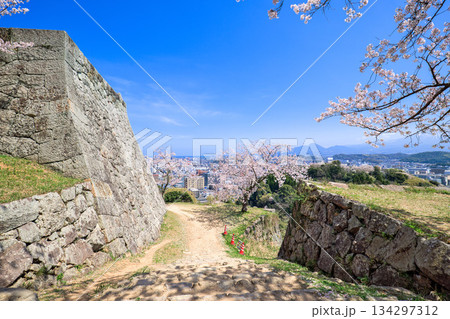 〈鳥取県〉米子城跡の桜　四重櫓台　小天守台石垣の隅角 134297312