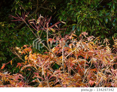 冬を迎える枝と残り葉 Branches and Fading Leaves Before Winte 冬を迎える枝と残り葉 Branches and Fading Leaves Before Winte 134297342