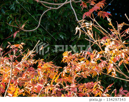 冬を迎える枝と残り葉 Branches and Fading Leaves Before Winte 冬を迎える枝と残り葉 Branches and Fading Leaves Before Winte 134297343