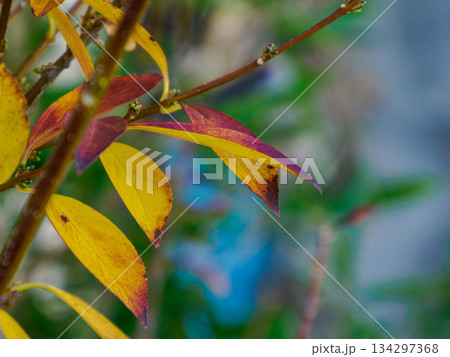 冬を告げる黄と紅の葉 Yellow and Red Leaves Before Winter 冬を告げる黄と紅の葉 Yellow and Red Leaves Before Winter 134297368