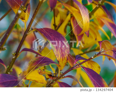 冬を告げる黄と紅の葉 Yellow and Red Leaves Before Winter 冬を告げる黄と紅の葉 Yellow and Red Leaves Before Winter 134297404
