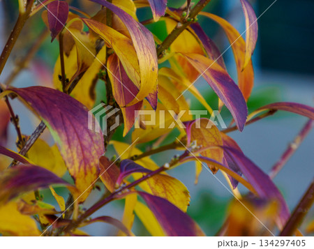 冬を告げる黄と紅の葉 Yellow and Red Leaves Before Winter 134297405