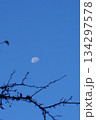 冬の青空に浮かぶ月 134297578