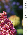 赤い紫陽花 134297580