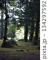苔のある風景 134297592
