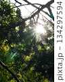木々の隙間から見える眩しい太陽 134297594