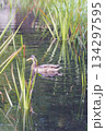 田んぼで餌を探すカルガモ 134297595