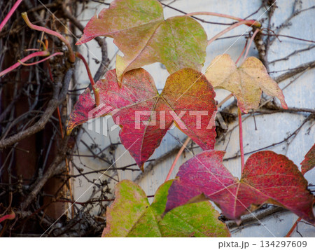 冬を待つツタの紅葉と静かな壁 Ivy Leaves Turning Color Before Win 冬を待つツタの紅葉と静かな壁 Ivy Leaves Turning Color Before Win 134297609