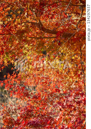 真っ赤な紅葉 134297637