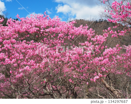高原山・大丸のアカヤシオ 134297687