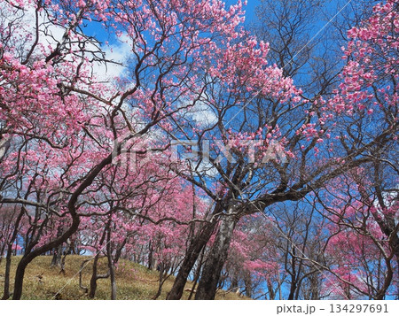 高原山・大丸のアカヤシオ 134297691