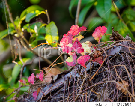 冬光に残る赤いツタの葉 Red Ivy Leaves in Quiet Winter Light 134297694