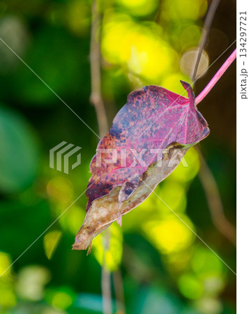 冬光に揺れる最後の一葉 A Single Leaf in Soft Winter Light 134297721