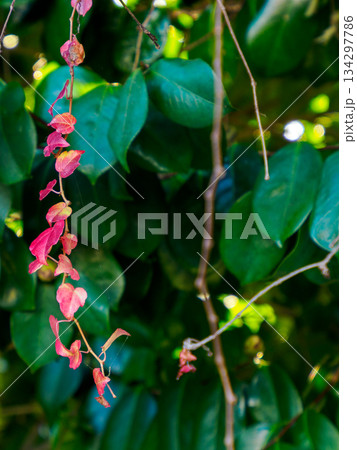 冬の緑に垂れる赤いツタ Red Ivy Hanging in Deep Winter Green 冬の緑に垂れる赤いツタ Red Ivy Hanging in Deep Winter Green 134297786