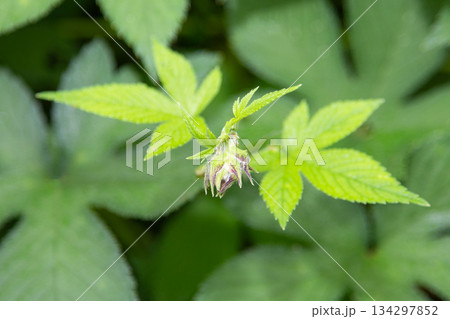 カナムグラの花 (秋の花粉症の原因植物) カナムグラの花 (秋の花粉症の原因植物) 134297852