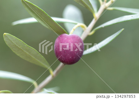 オリーブの実 オリーブの実 134297853