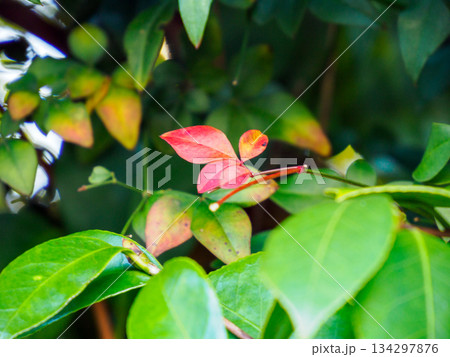 冬へ向かう緑に浮かぶ一枚の紅葉 A Red Leaf Drifting into Winter 134297876