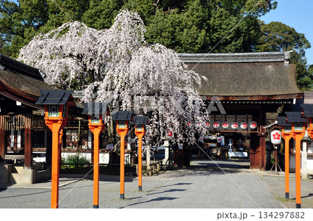 京都の桜　満開の枝垂れ桜の魁桜 134297882