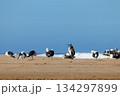 Grey Heron (Ardea cinerea) Roosting On Beach With Kelp Gulls (Larus dominicanus) 134297899