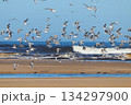 Flock of Lesser Crested Tern in flight (Sterna bengalensis) 134297900