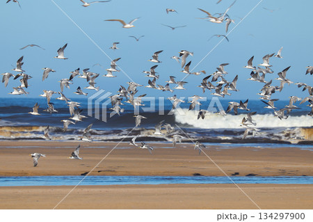 Flock of Lesser Crested Tern in flight (Sterna bengalensis) 134297900