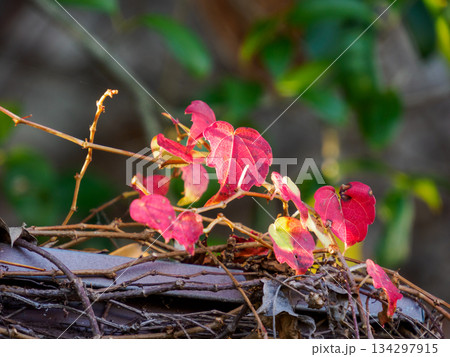 冬光に寄り添う赤いツタの葉 Red Ivy Leaves Gathering in Winter L 冬光に寄り添う赤いツタの葉 Red Ivy Leaves Gathering in Winter L 134297915