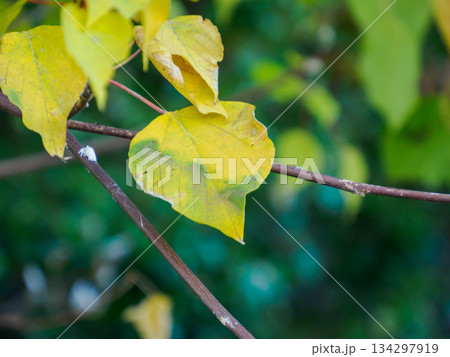 冬を待つ黄葉の静かな時間 Quiet Yellow Leaves Before Winter 134297919