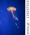 水槽に漂うクラゲ 134297928