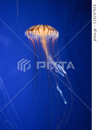 水槽に漂うクラゲ 134297928