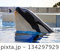 ジャンプするシャチ 134297929