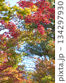 真っ赤に色づいたモミジの葉 134297930