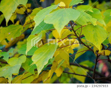 冬を待つ黄葉の静かな時間 Quiet Yellow Leaves Before Winter 134297933