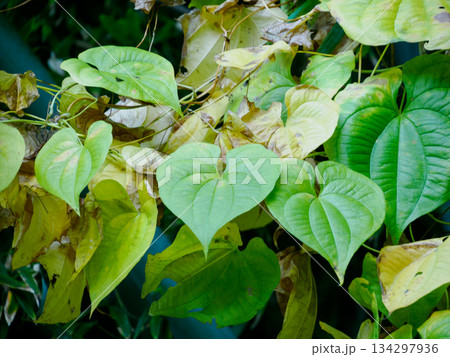 冬を待つ黄葉の静かな時間 Quiet Yellow Leaves Before Winter 134297936