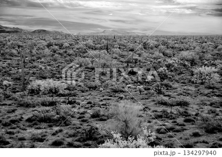 Black and White Sonoran Desert Arizona 134297940