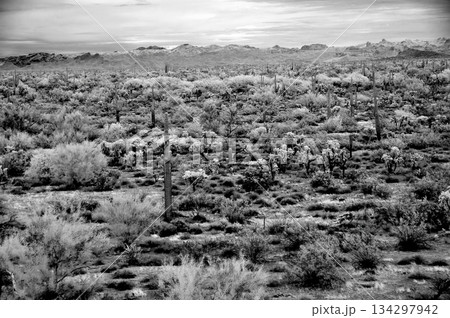 Black and White Sonoran Desert Arizona 134297942