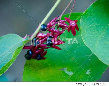 冬を迎える赤い花殻と黒い実 Red Calyx and Black Berries in Early 冬を迎える赤い花殻と黒い実 Red Calyx and Black Berries in Early 134297948