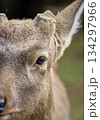 こちらを見つめる鹿 134297966